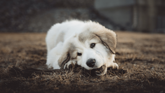 How To Feed Your Puppy