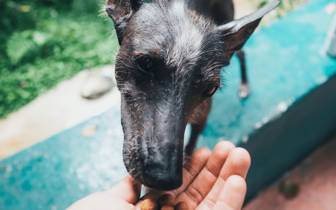 Best Ways To Store Dry Dog Food – Pet Food Storage Tips