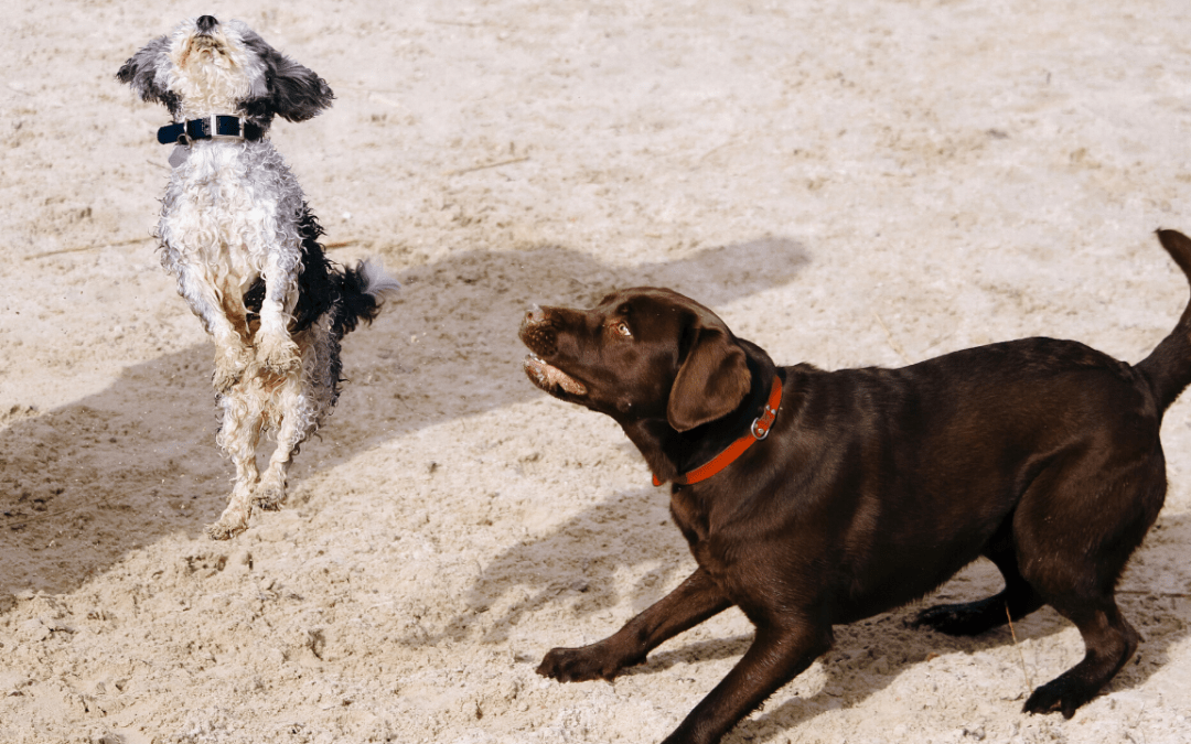 Socialise Your Puppy With Other Dogs and Humans