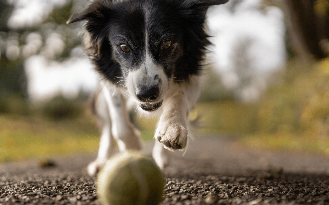 How To Stop A Puppy From Biting