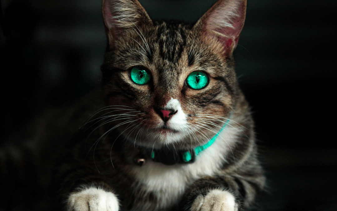 How To Discipline A Cat – Delicate Care