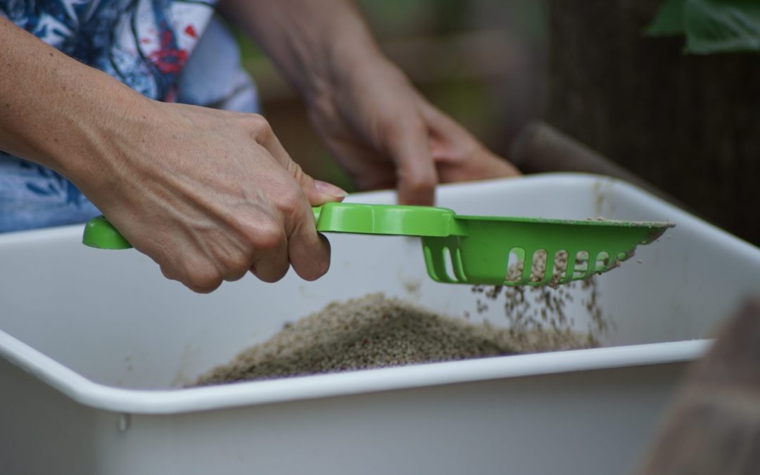 How To Litter Train A Kitten