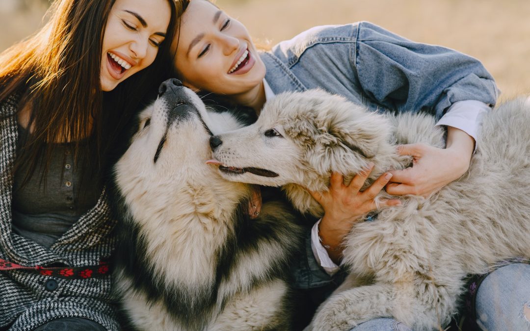 Should You Adopt A Dog Or Cat During The Coronavirus Crisis?