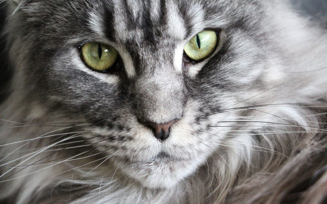 Maine Coon Kittens Australia  – Owners Guide