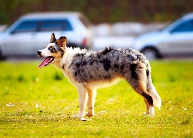 Australian Shepherd Ownership In Australia – Owners Guide