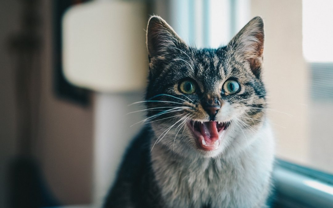 Cat Dental Care 101 – A Guide To Cat Dental Care