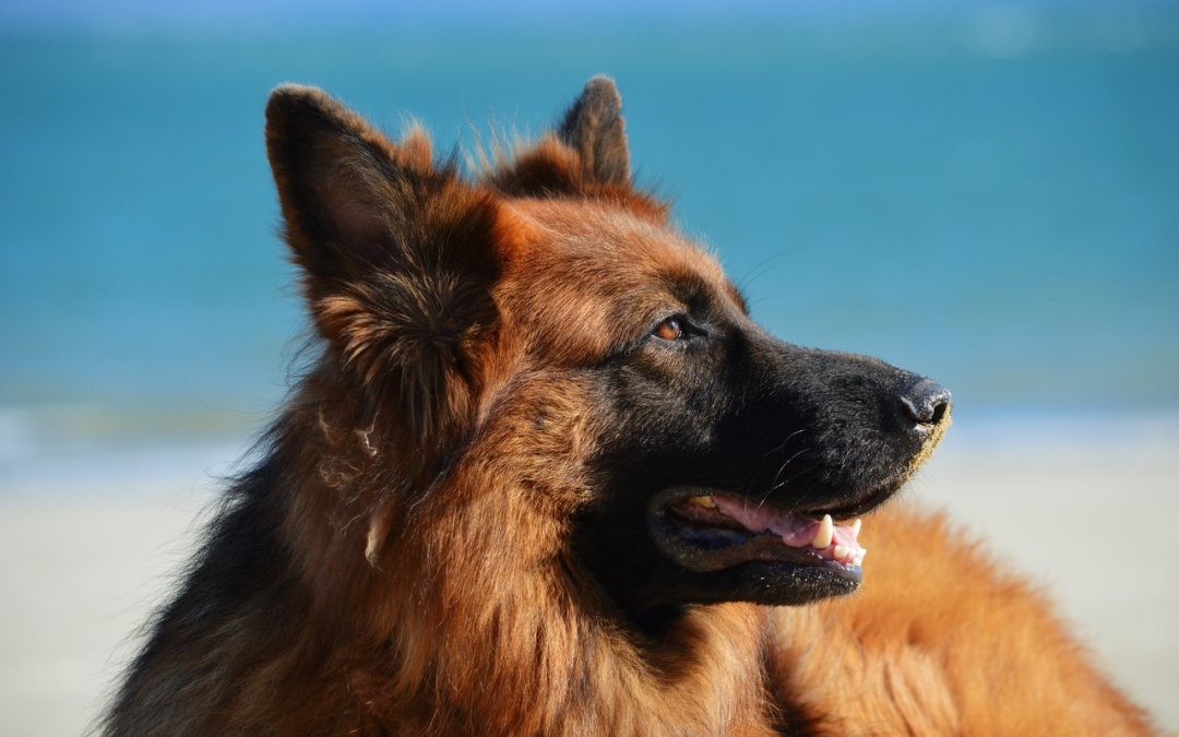 German Shepherd Australia – Owners Guide & Tips
